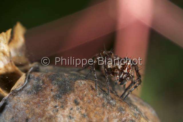 Oxyopidae_4837.JPG - France, Araneae, Oxyopidae, Araignée-lynx (Oxyopes heterophthalmus), Lynx spider
